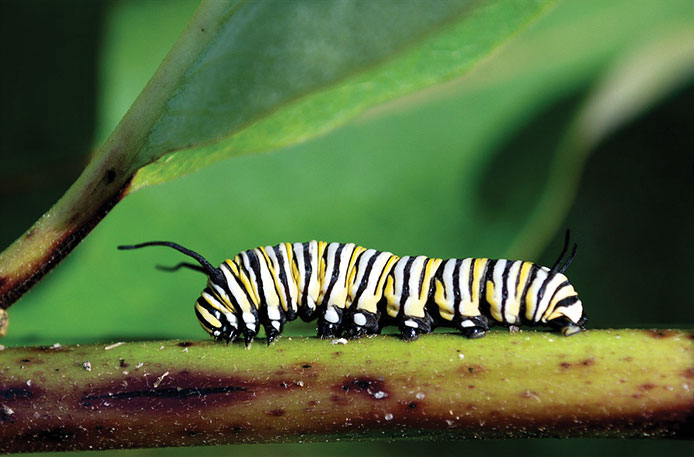 Monarch caterpillars become toxic to predators by consuming milkweed leaves. Photo courtesy of William Vann.