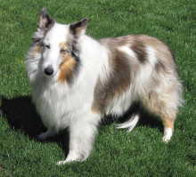 Amber was bred from two different colors of Shelties and has one blue eye.