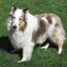 Amber was bred from two different colors of Shelties and has one blue eye.