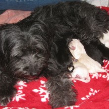 Princess with her six puppies