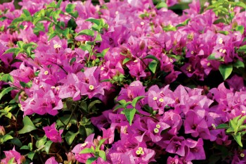 Trim plants such as bougainvillea back lightly and fertilize. Once the temps are back down to double-digit, your plants will reward you with new, green growth.