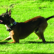 Goodyear canine partner Duke