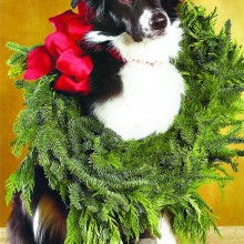 This Border Collie wants to help decorate .