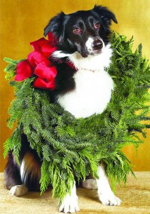 This Border Collie wants to help decorate .