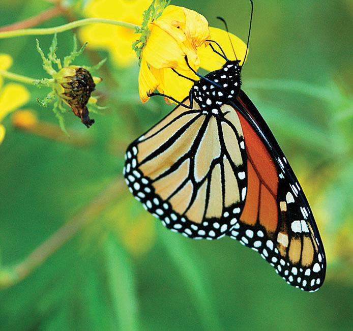 Monarch butterflies seek out essential milkweed during their biannual migration between northern and southern habitats. Photo courtesy of William Vann.