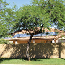 Tree 54, a handsome mesquite located on the north side of Clubhouse Drive near Sarival Avenue, has a replacement value of $3250.