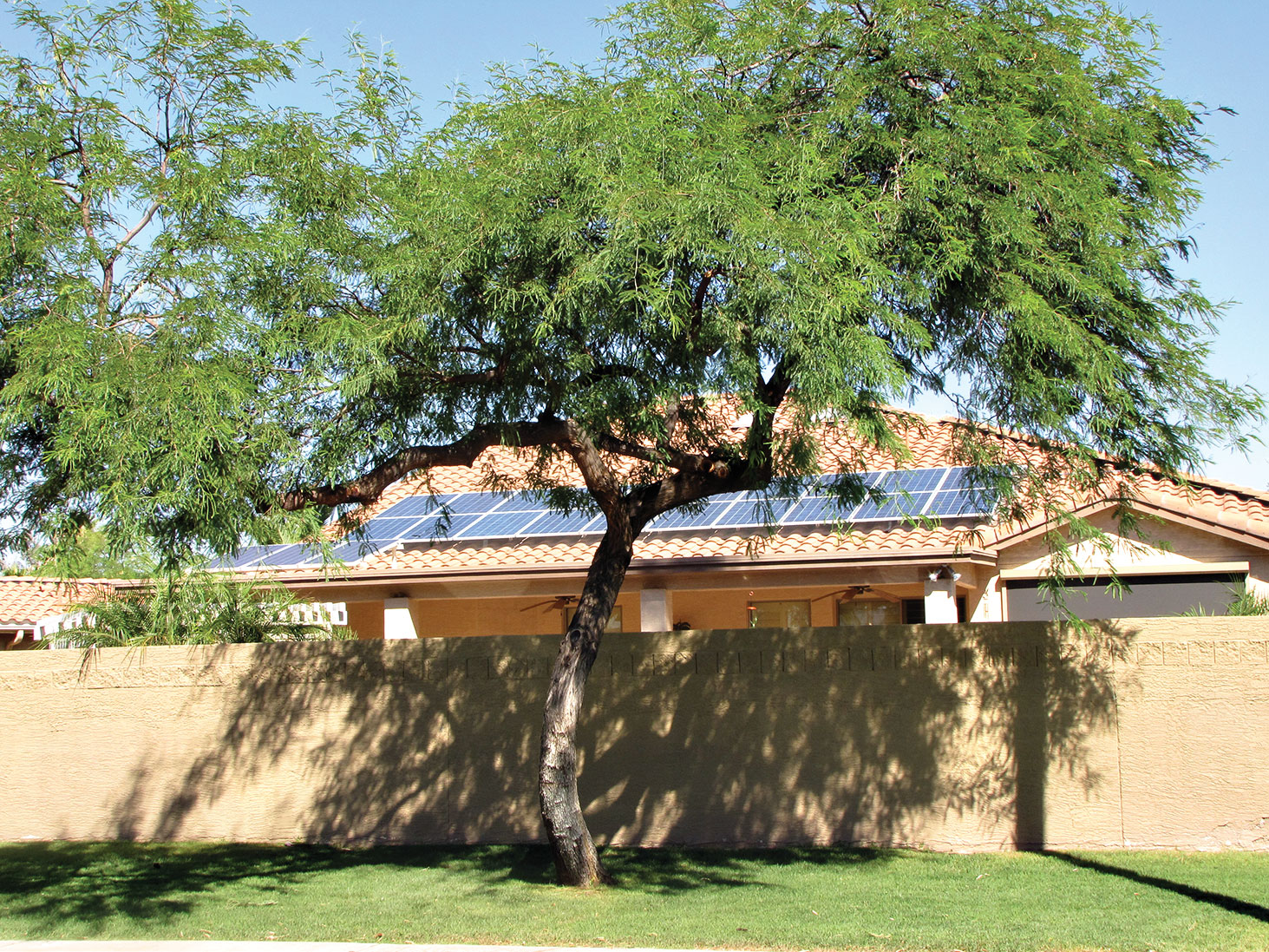 Tree 54, a handsome mesquite located on the north side of Clubhouse Drive near Sarival Avenue, has a replacement value of $3250.