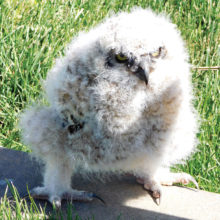A four-week-old Great Horned Owl