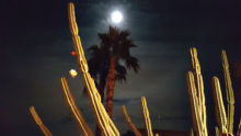 Night-blooming Organ Pipe Cactus