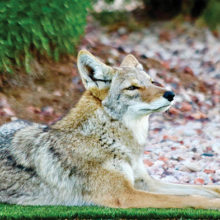 Coyote photo by Ruth Bindler.