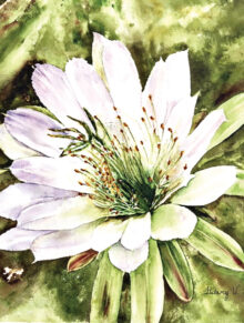 “Cactus Delight” by Hilary Fiscus, watercolor entry