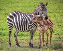 A beautiful example of wildlife photography by December presenter Adriana Greisman.