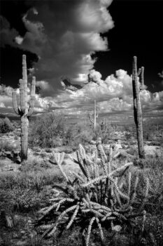An intriguing example of a familiar desert scene utilizing infrared photography by Roger Bunting, featured presenter for the April Camera Club meeting.